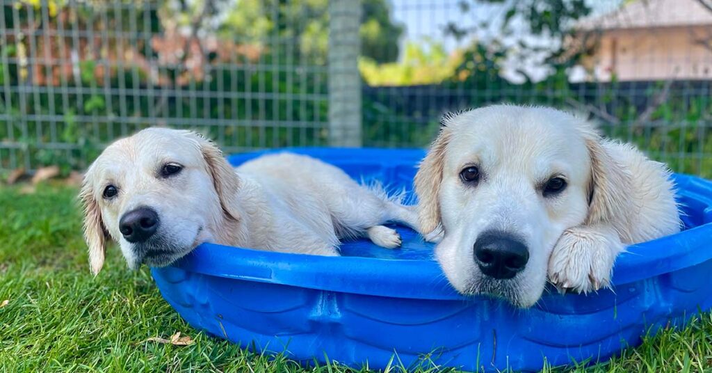 What Dogs Can Teach Us About Real Estate Success