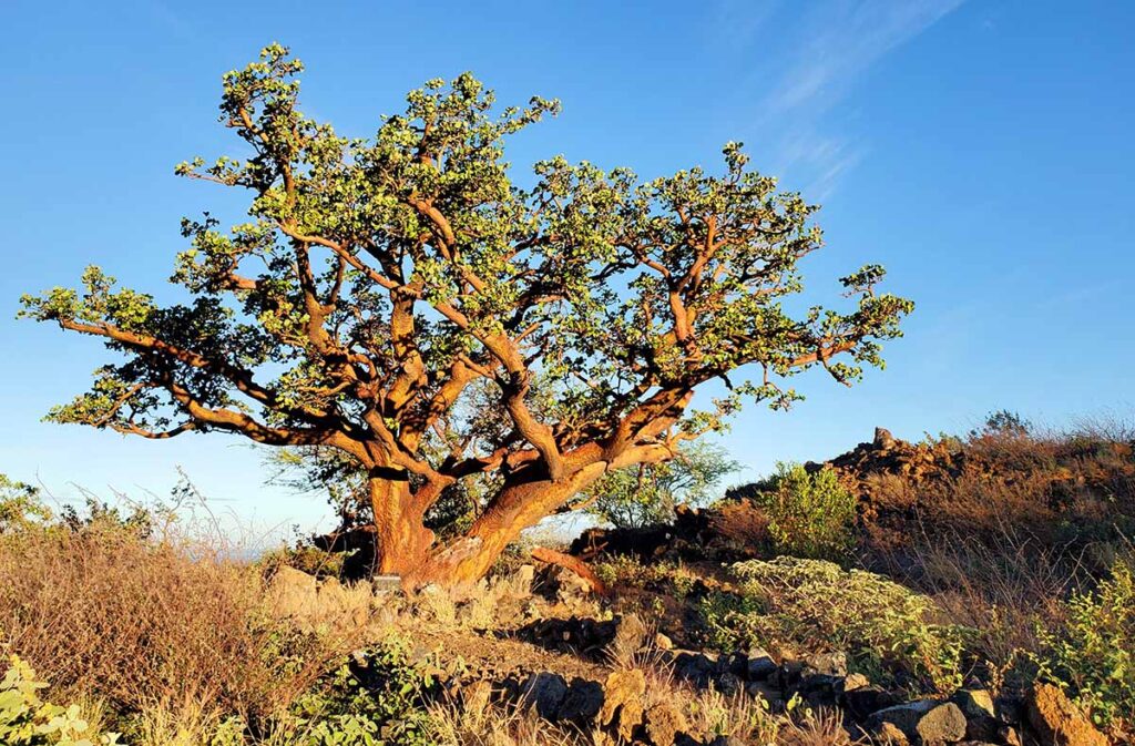 Magnificent wiliwili tree in late afternoon light