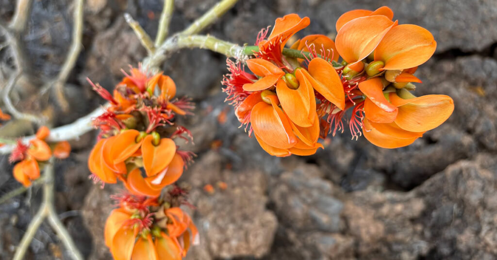 Wiliwili blossoms