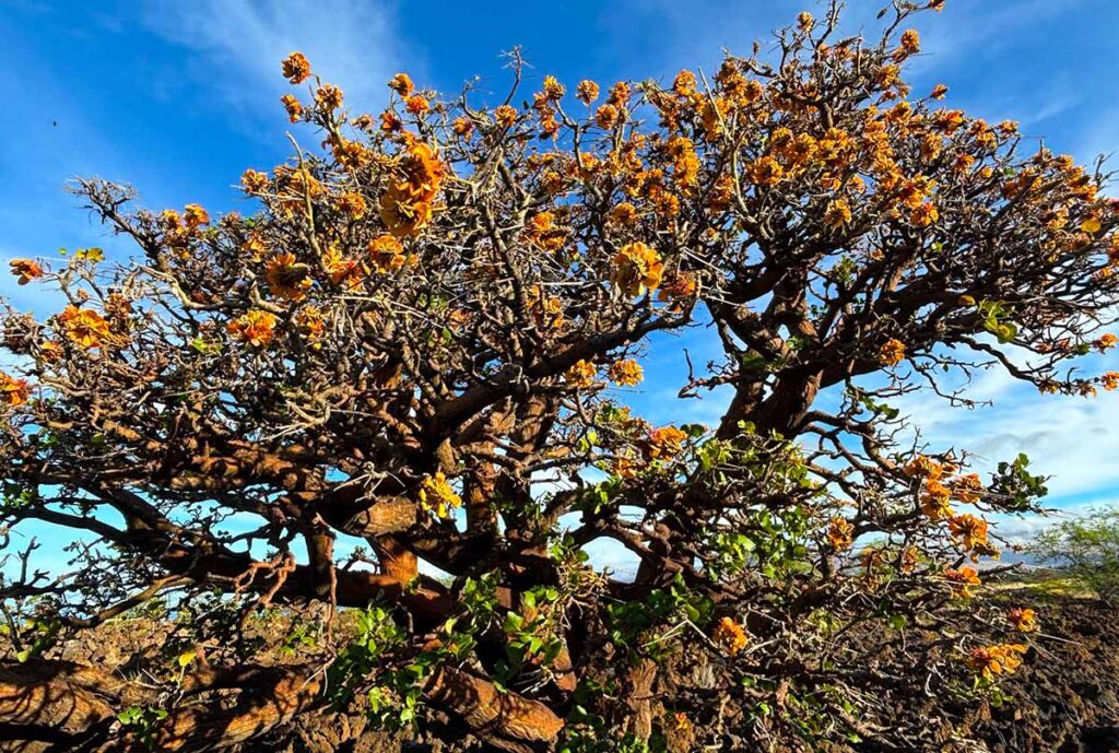 Discover Waikōloaʻs Ancient Forest - Hapuna Realty
